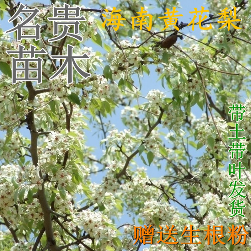 正宗海南黄花梨树苗降香黄檀名贵木材树种子花卉庭院金丝楠沉香