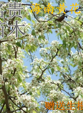 正宗海南木材金丝楠黄花梨树苗