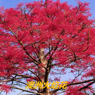 进口澳洲火焰木树苗南方庭院花苗绿化种植风景火焰酒瓶树槭叶苹婆