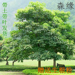秋枫树苗秋风红桐朱桐树乌杨重阳木南方庭院行道绿化常绿树苗茄冬