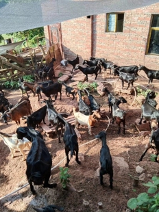 正宗本地小耳朵黑山羊种羊