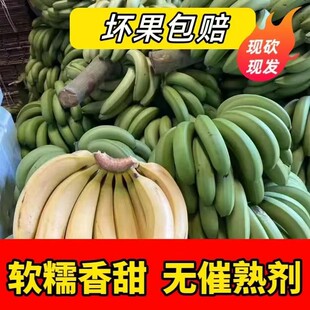 云南保山山地威廉斯香蕉大果新鲜应季水果孕妇儿童香甜软糯自然熟