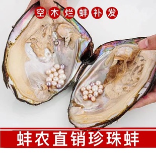 天然淡水珍珠蚌大珍珠多珠蚌开蚌体验自己开珍珠活体鲜活人工养殖