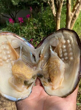 淡水天然珍珠蚌开蚌取珠套装