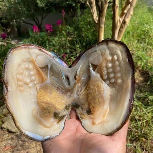 淡水天然自己开珍珠蚌现货鲜活爱迪生活蚌多珠蚌取珠贝壳珍珠活体