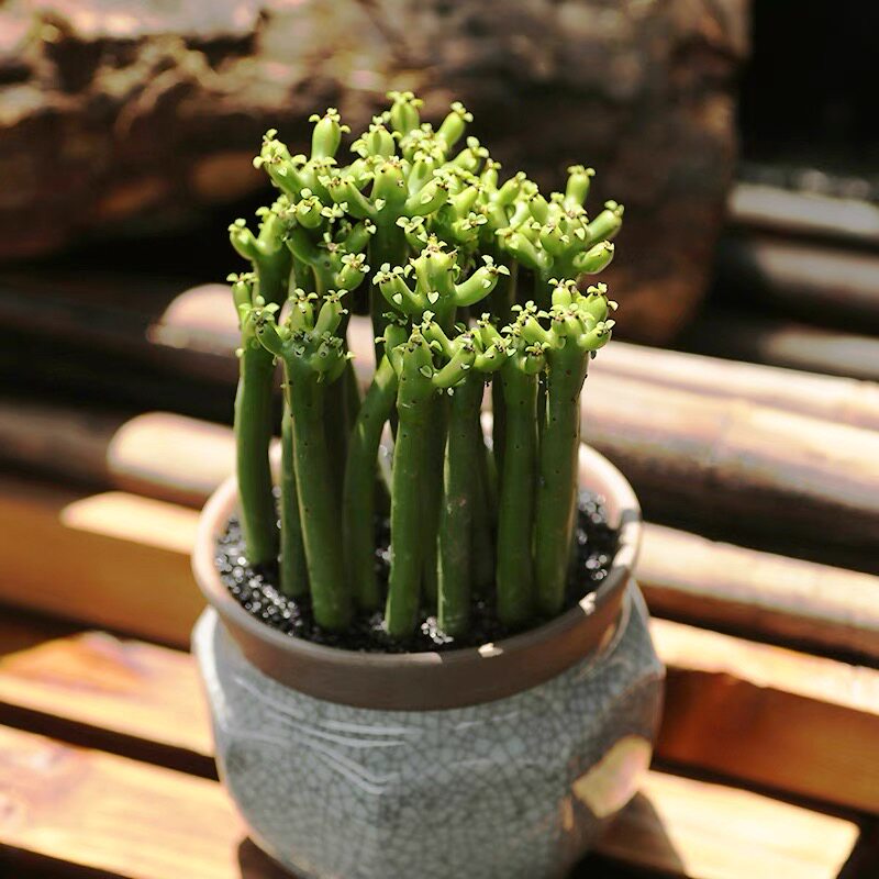 珊瑚树光棍树绿珊瑚多肉植物新手室内盆栽绿植花卉超萌防辐射肉肉