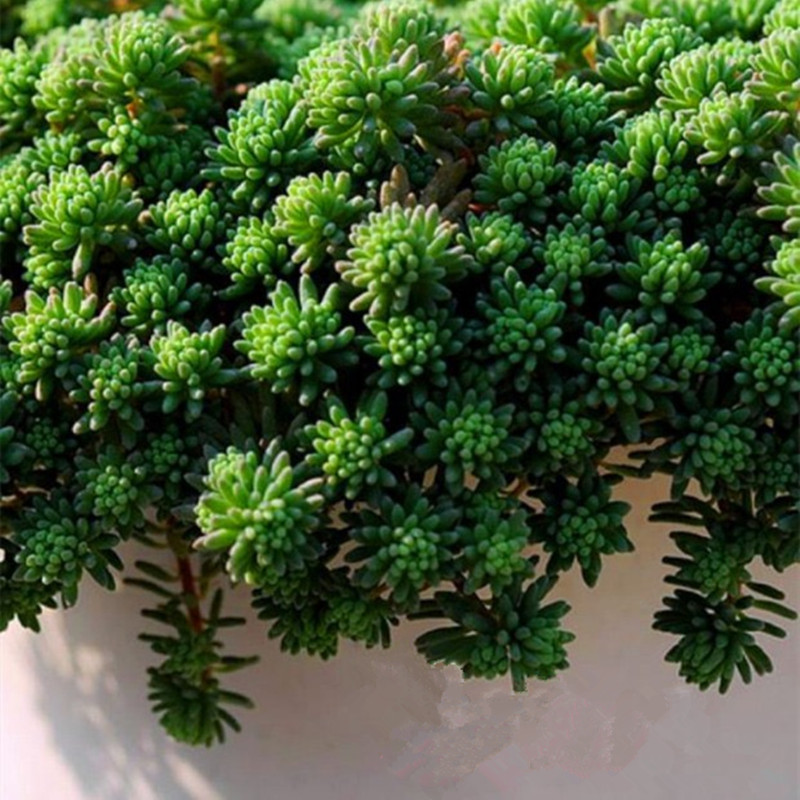 薄雪万年草黄金万年草大盆植物多肉植物易爆盆护盆草盆栽清仓包邮