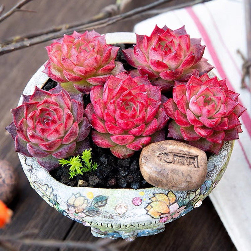 小海螺多肉植物海螺姑娘稀有贵货精品杂交好养萌肉肉桌面组合盆栽