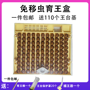 育王盒免移虫针蜜蜂繁育蜂王快速培育蜂王工具蜂王培育工具育王框