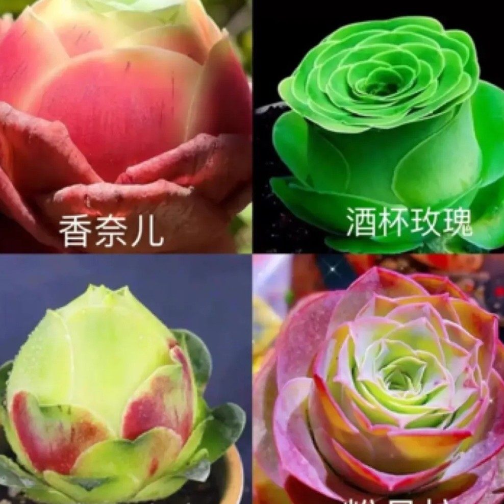 水蜜桃玫瑰变色玫瑰酒杯鸡蛋玫瑰山地玫瑰四季好养室内阳台盆栽