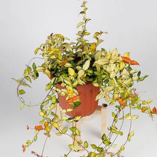 黄金花叶络石五彩花卉爬藤垂吊篮绿植阳台办公室彩叶吊兰植物