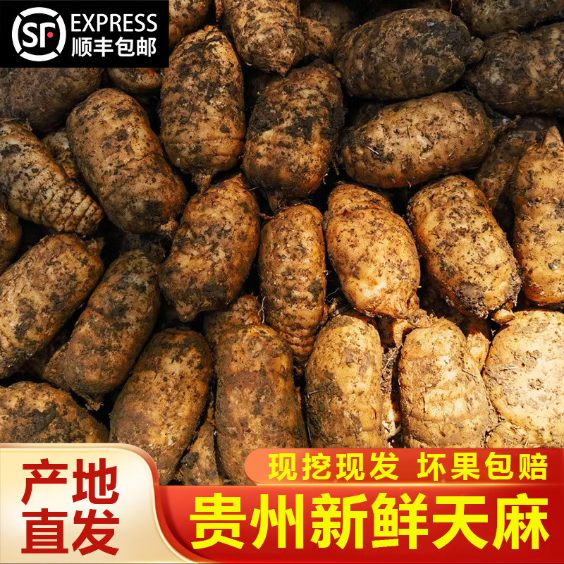 贵州新鲜天麻现挖现发仿野生种植