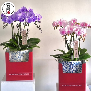 简约双把手花篮盒新年北美冬青蝴蝶兰绿植盆栽花瓶手提盒包装纸盒