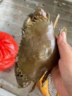 包活红膏蟹超大青蟹母蟹肉蟹螃蟹面包蟹特大红鲟黄油蟹满膏鲟 2只