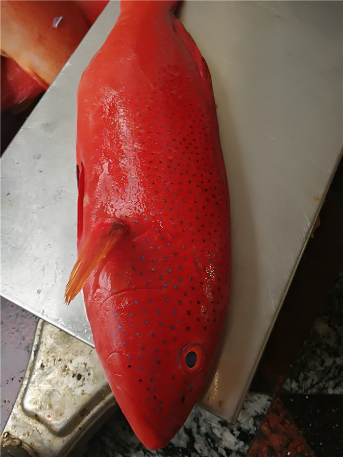 东山岛海鲜野生海捕东星斑深海石斑鱼燕尾斑高档食材鲜活海产品