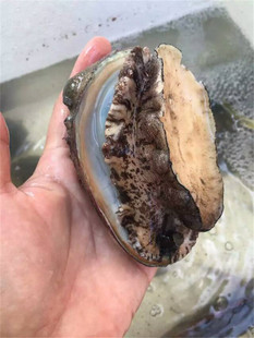 东山岛鲜活大鲍鱼海鲜澳洲鲍鲍鱼干本港绿鲍鱼一斤10头左右