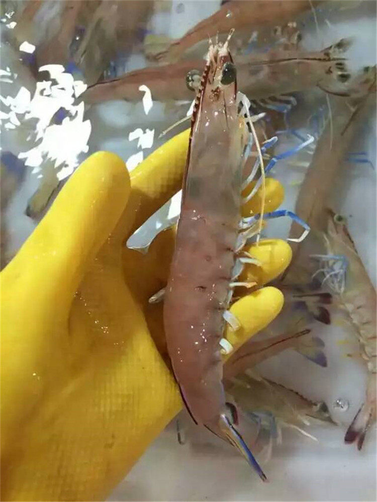 东山岛海鲜野生海捕蓝尾虾大对虾海虾青虾深海大虾斑节虾白虾