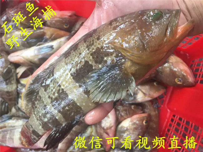 东山海鲜野生青斑鱼石斑鱼东星斑鲜活石斑鱼生态绿色高档海产海捕