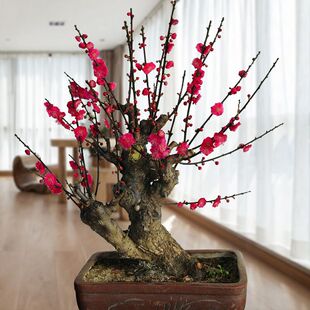 树苗新款红梅盆景盆栽树桩老桩冬季原生苗地栽骨里红梅花室内绿植