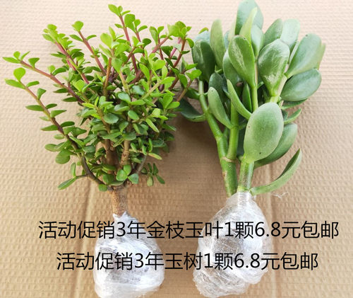 夏季多肉植物素材模板 夏季多肉植物图片下载 小麦优选
