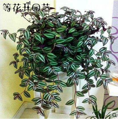 花卉新款美观阳台办公桌吊兰绿植