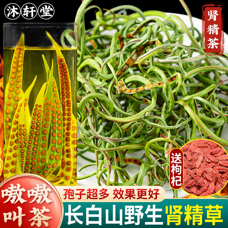 肾精草长白山东北干石韦养生神经草黄金草茶伟肾正品野嗷嗷叫泡茶