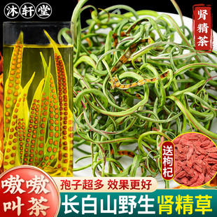 肾精茶长白山东北干石韦养生神经草黄金草茶伟肾正品野嗷嗷叫泡茶