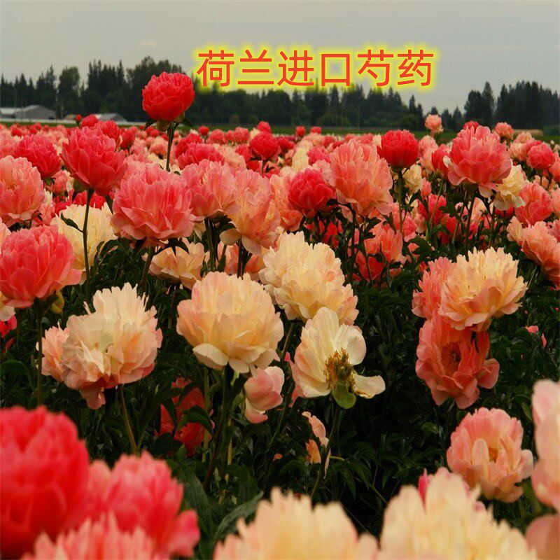 进口荷兰大花芍药种苗盆栽庭院阳台花卉高端品牌