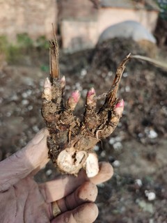 白芍芽子 白芍苗 白芍芽块 白芍根块