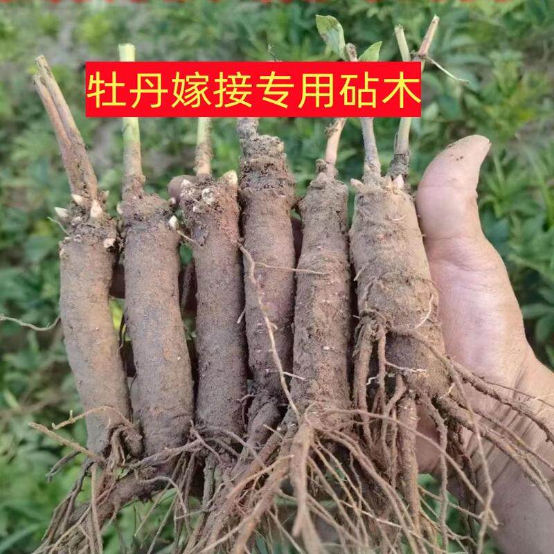 芍药嫁接根观赏牡丹嫁接根牡丹花苗菏泽牡丹芍药赤芍