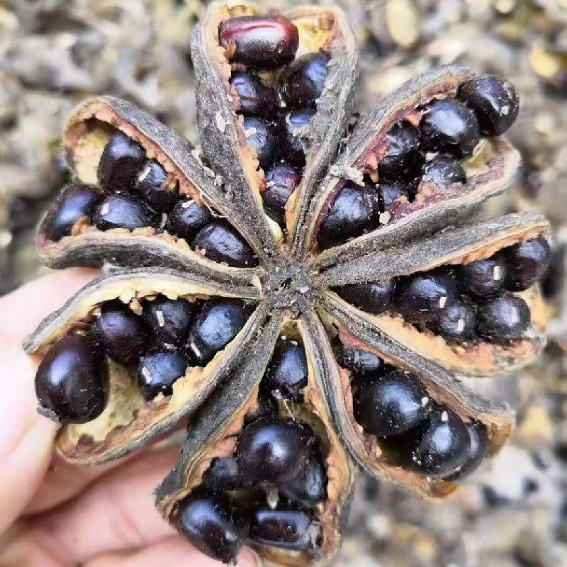 菏泽油用牡丹籽凤丹种子牡丹籽发芽率高油用牡丹籽榨油牡丹籽