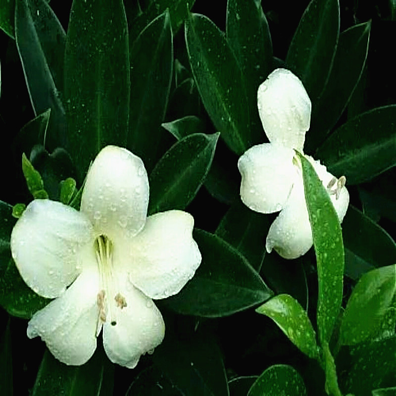 非洲茉莉花苗带土带杯发货阳台庭院室外花卉植物灰莉树苗盆栽种植