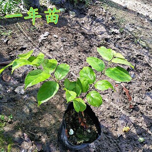 使君子花苗带土阳台庭院天台观赏爬藤开花植物花卉史君子盆栽绿植