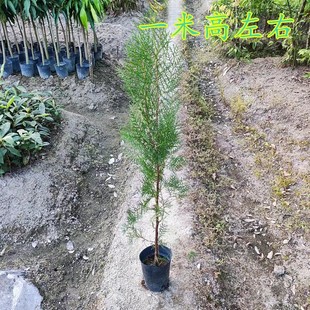 侧柏树苗带土带叶发货庭院园林室外绿化种植扁柏香柏树苗盆栽植物