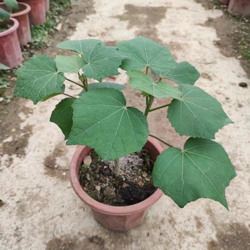 三变色芙蓉花树苗盆栽带土发货
