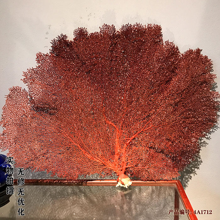 金珊瑚活金丝柳文玩店铺原树摆件礼品工艺品艺术品家居装摆饰包邮