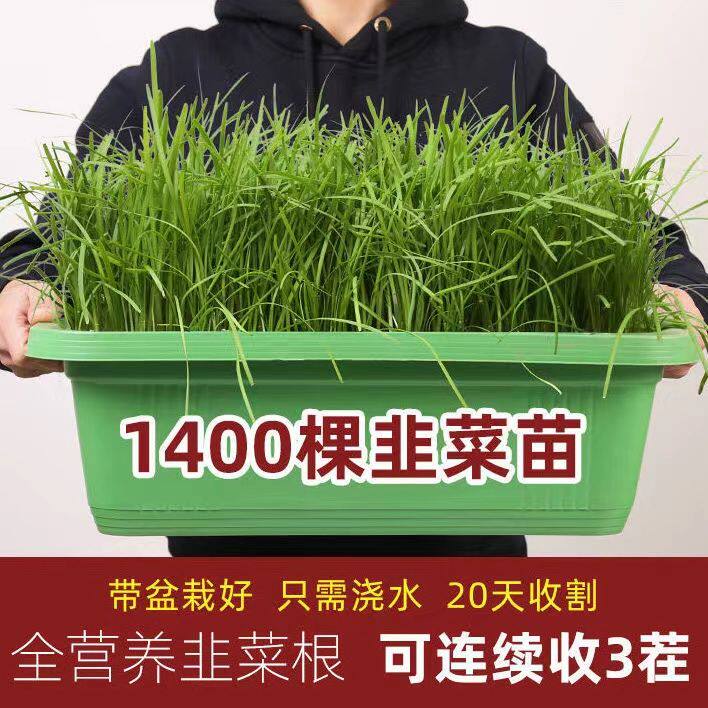 南宫特产黄韭盆景水培韭菜无公害无土栽培韭菜盆景室内阳台黄芽韭