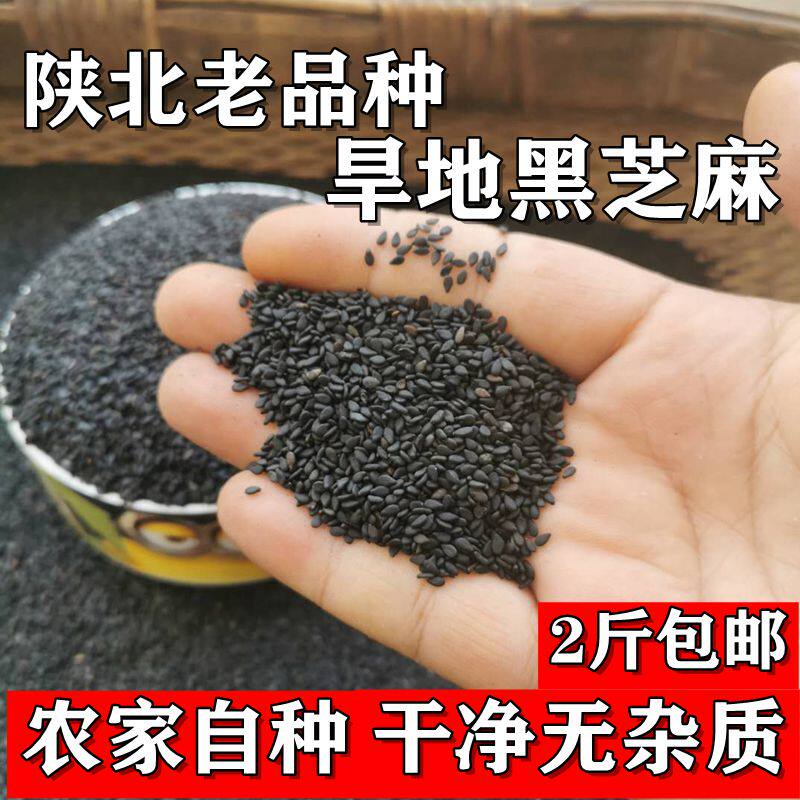 陕北旱地黑芝麻农家自产新货新鲜