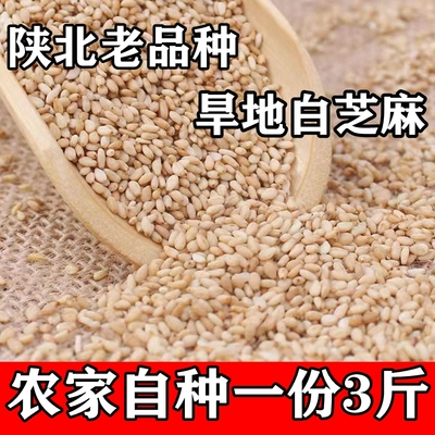 3斤白芝麻 陕北旱地农家自种干净无沙生油芝麻老品种新芝麻仁