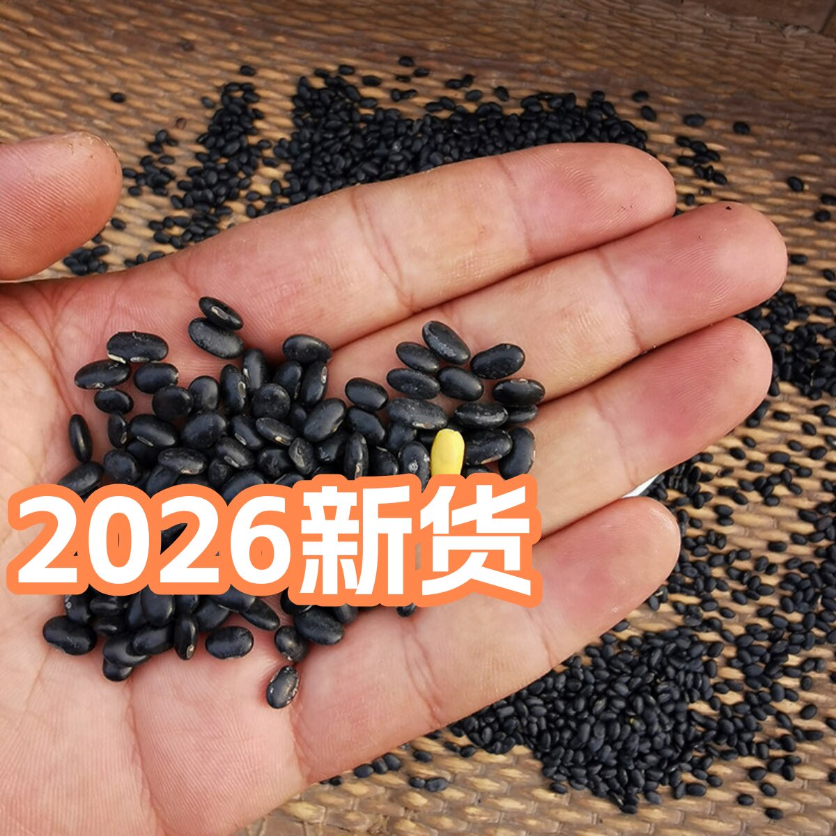 肾形黑豆500克 陕西老品种陕北农家自产食新货黑小豆可醋泡杂粮