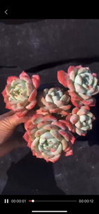 新品望舒群生多头小老桩精品多肉植劳尔橙梦露杂交血斑植物
