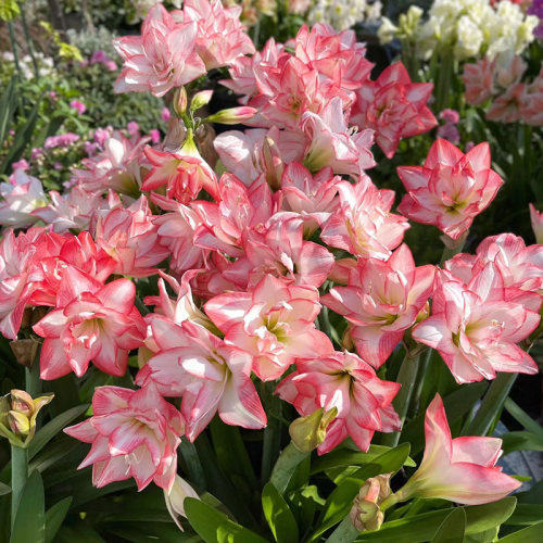 朱顶红【花孔雀】种球重瓣花卉室内庭院盆栽园艺土培花卉
