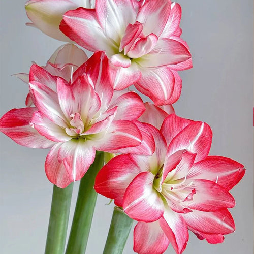 花孔雀种球多年生室内阳台朱顶红花卉重瓣大球包对版