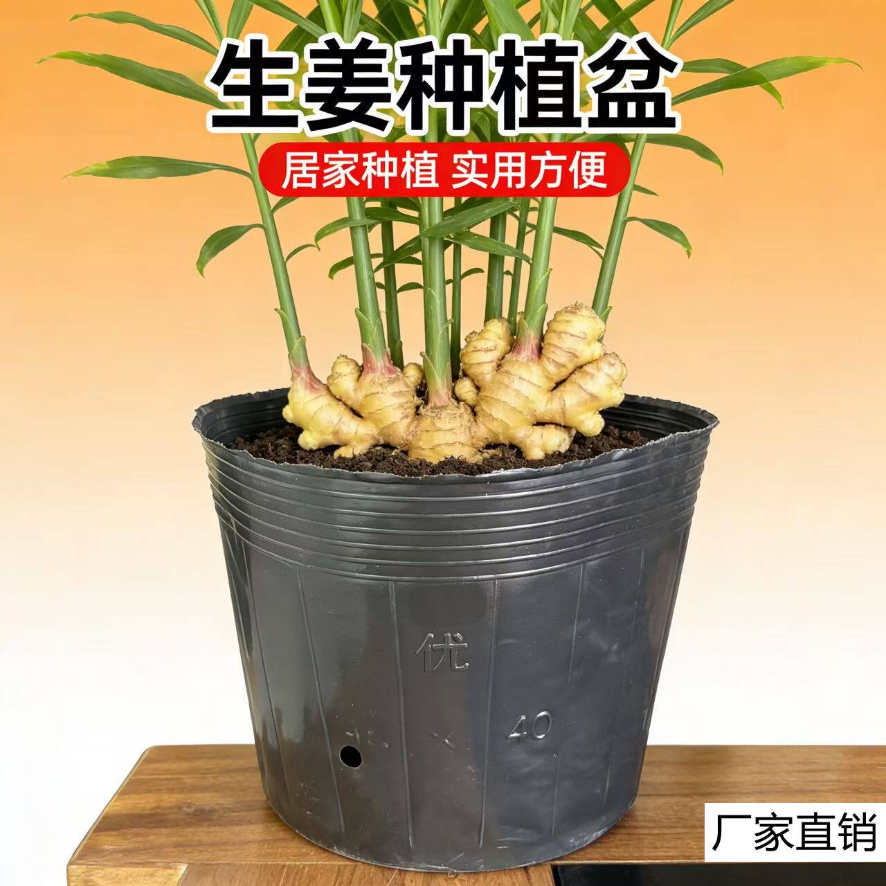 生姜桶育苗盆加厚塑料蓝莓育苗营养袋营养杯魔芋种植袋抗老化花盆