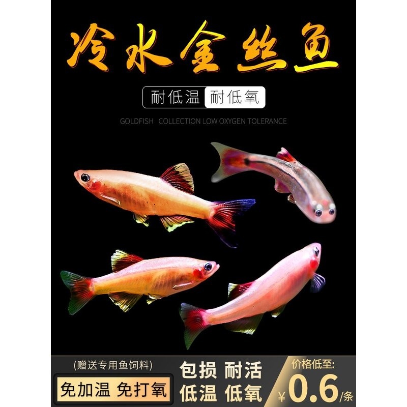 白云金丝鱼活体小型原生鱼冷水鱼观赏原生鱼红尾灯科荷兰金丝鱼