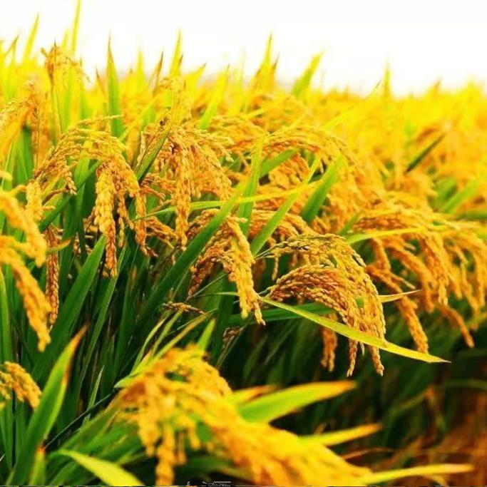 东北营口大米真空装袋装