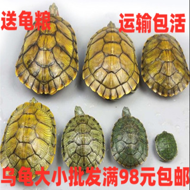 小乌龟红耳龟巴西龟苗