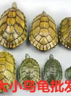 巴西彩龟宠物龟小乌龟苗子