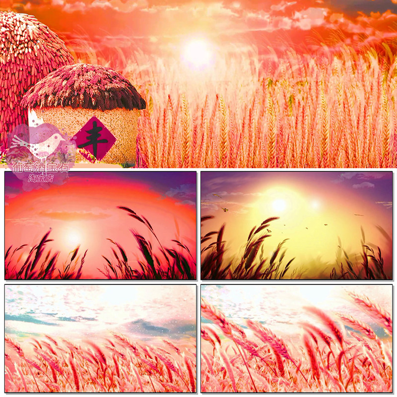 九儿红高粱完整版 稻田金色麦浪红夕阳红晚霞舞蹈led背景视频素材