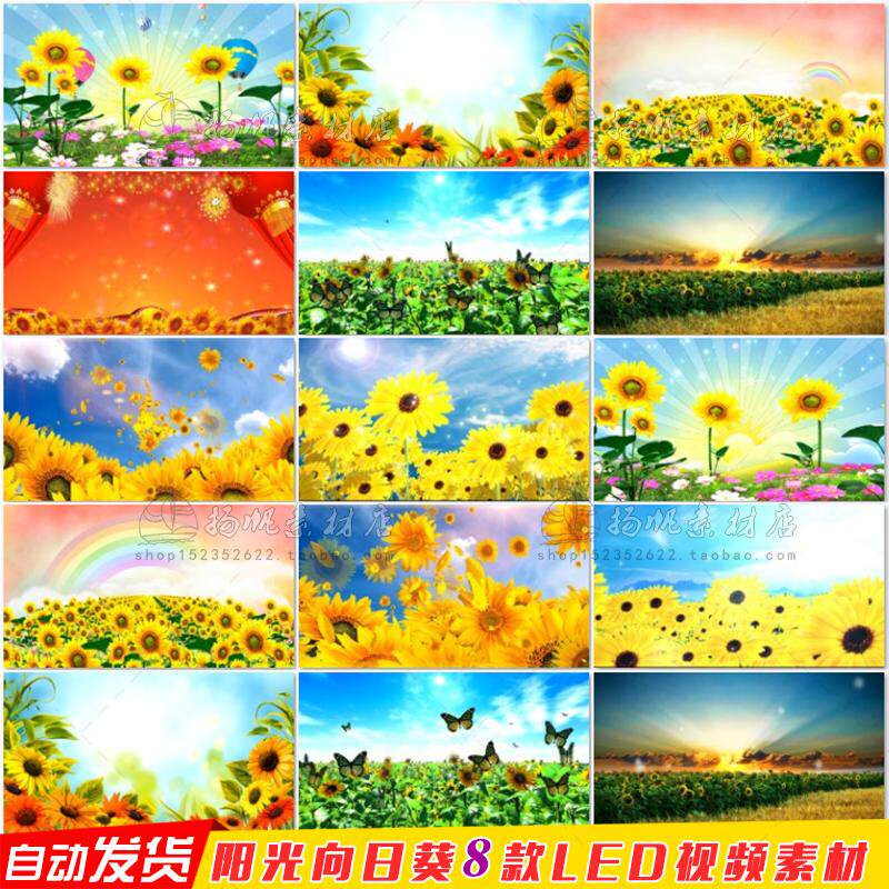向日葵花海太阳花园蝴蝶彩虹蓝天白云 舞台LED大屏幕背景视频素材